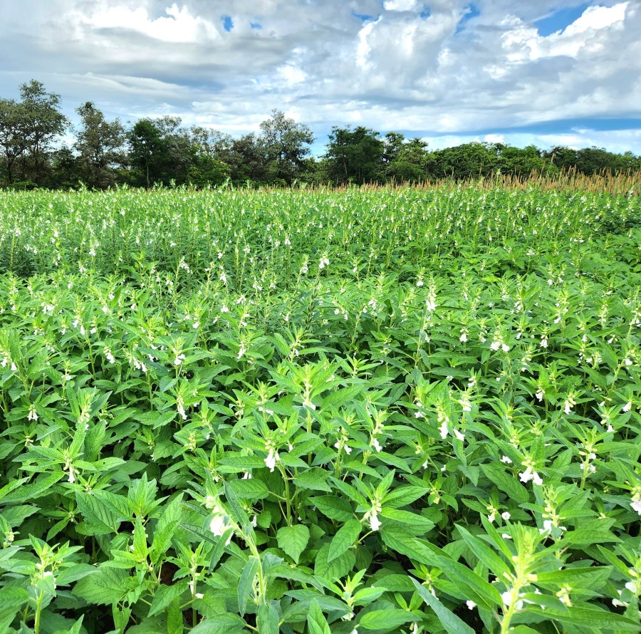 pesquisa-aponta-novas-oportunidades-para-segunda-safra-no-vale-do-araguaia